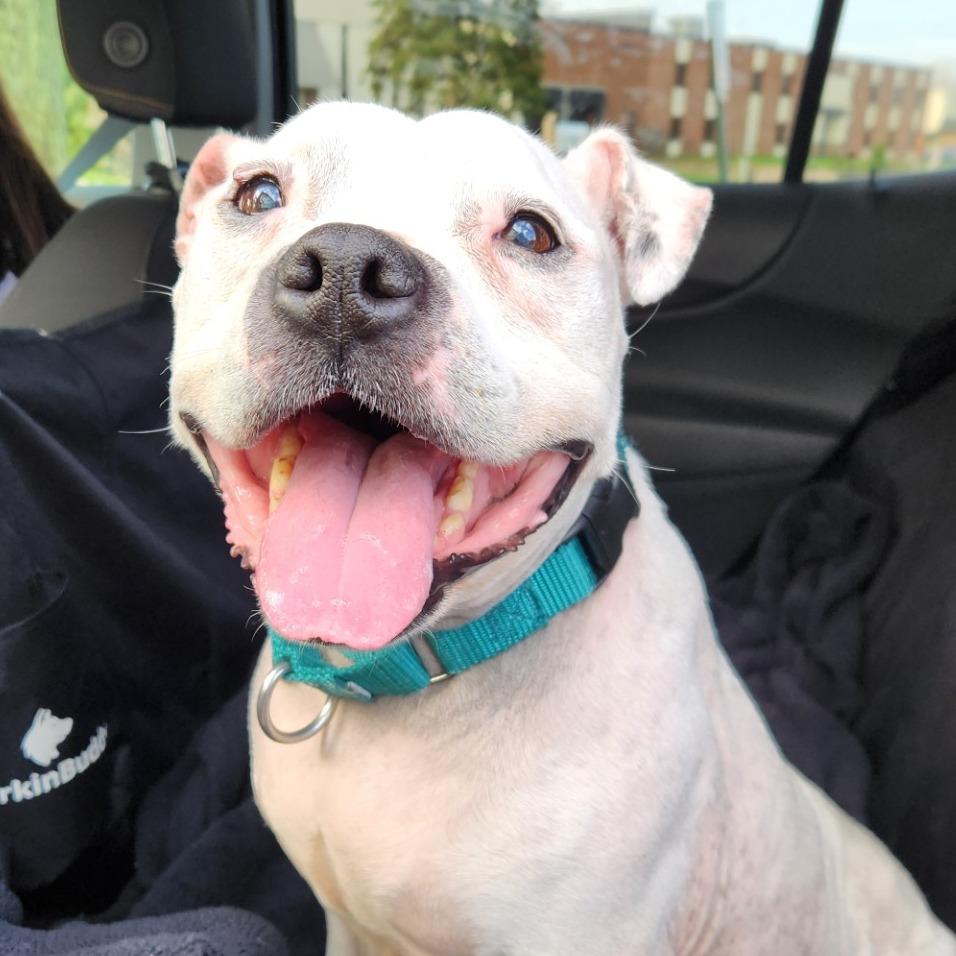 Enlarge Lumi, a Adoptable mixed breed in Brookfield, WI image 5/6