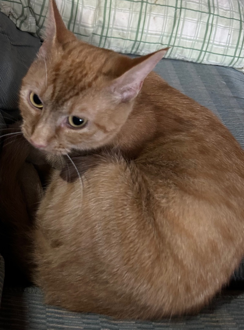 Oatmeal, an adoptable American Shorthair in Rome, GA, 30161 | Photo Image 3