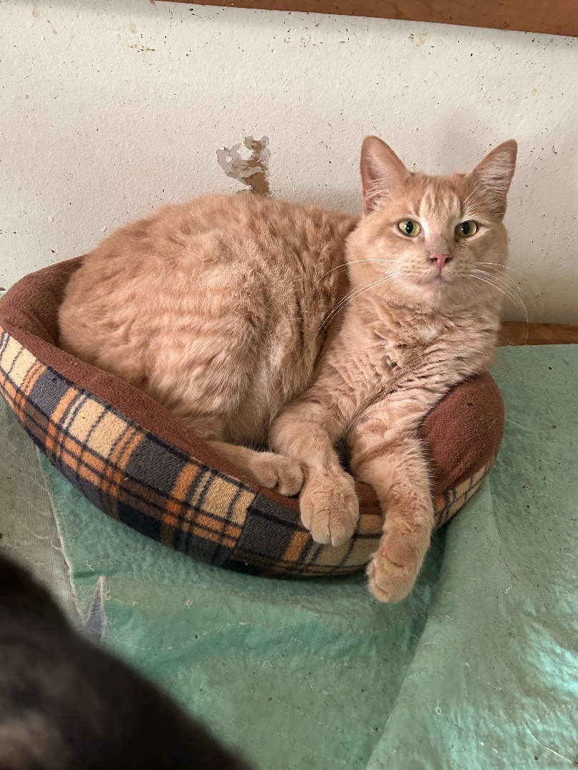 Oatmeal, an adoptable American Shorthair in Rome, GA, 30161 | Photo Image 4