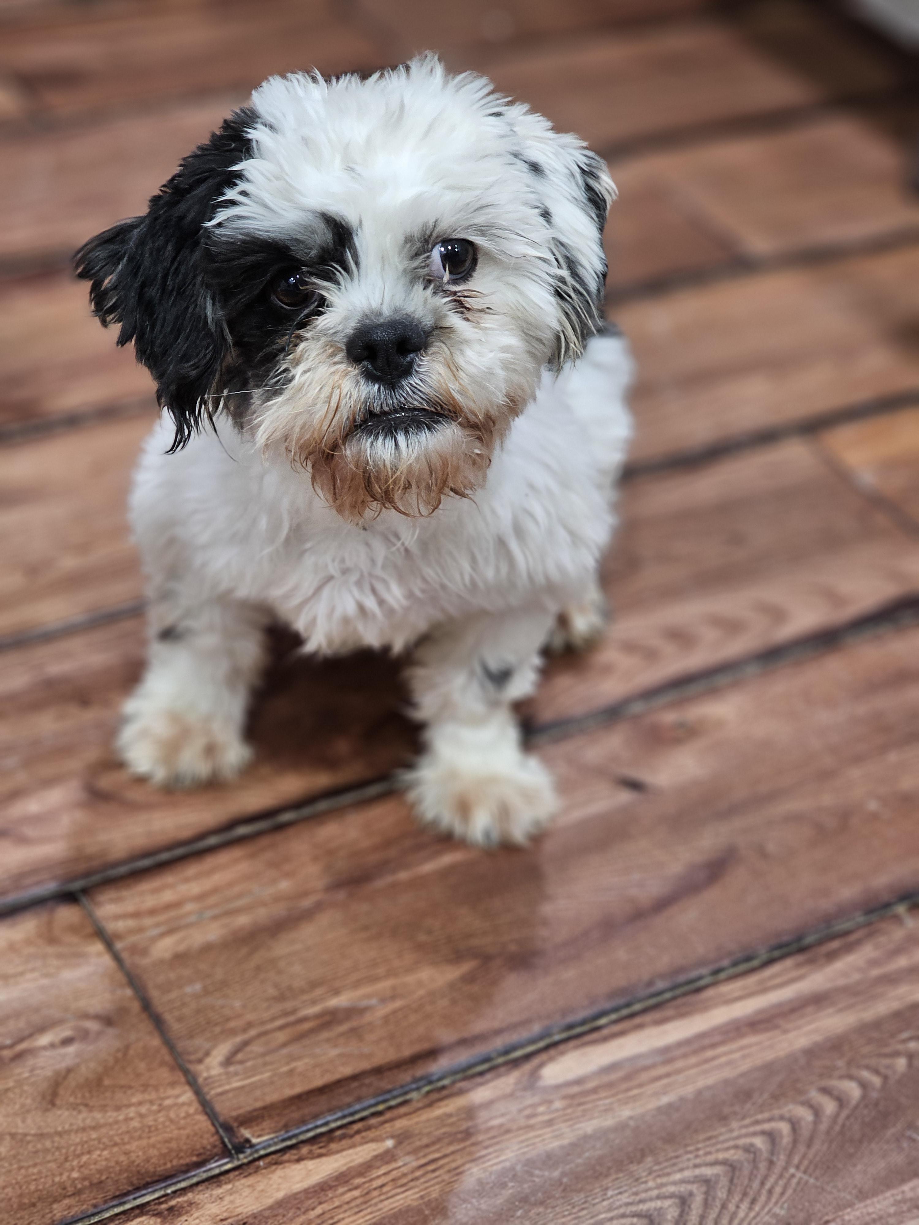 Milo, adopted, Young Male Shih Tzu & French Bulldog.