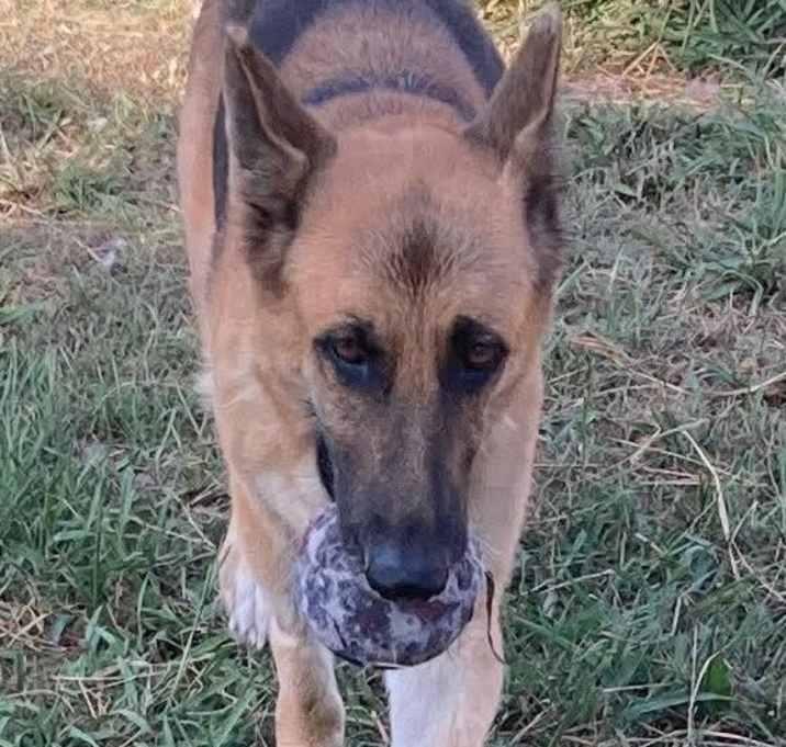 Vulpix (Blair), Adoptable, Senior Female German Shepherd Dog.