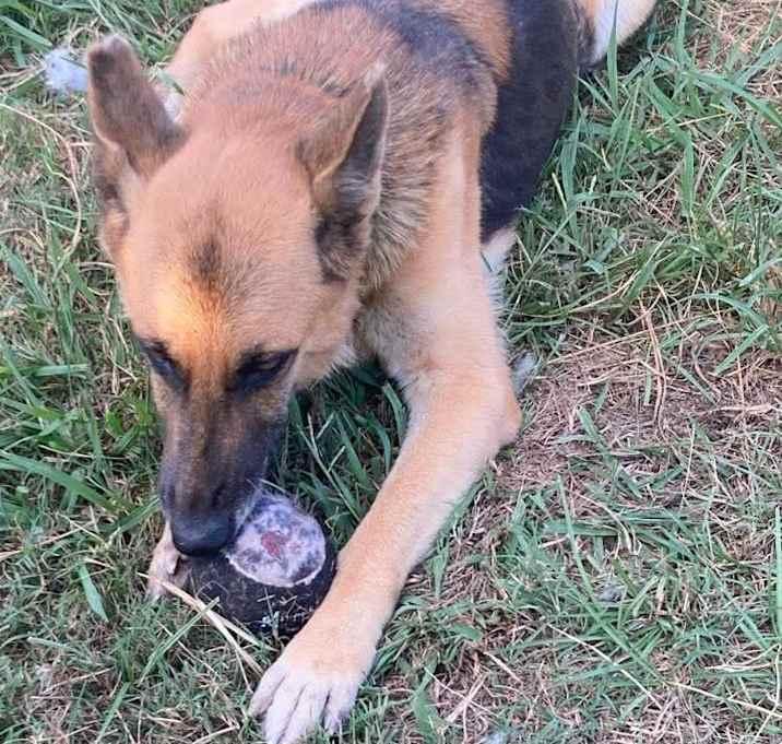 Vulpix (Blair), a Adoptable German Shepherd Dog in Brookshire, TX image 2/3