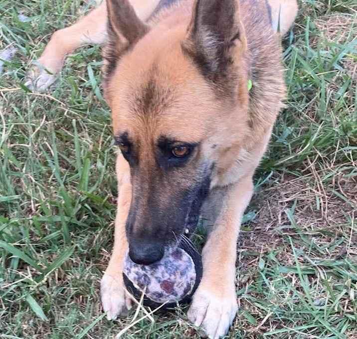 Vulpix (Blair), a Adoptable German Shepherd Dog in Brookshire, TX image 3/3