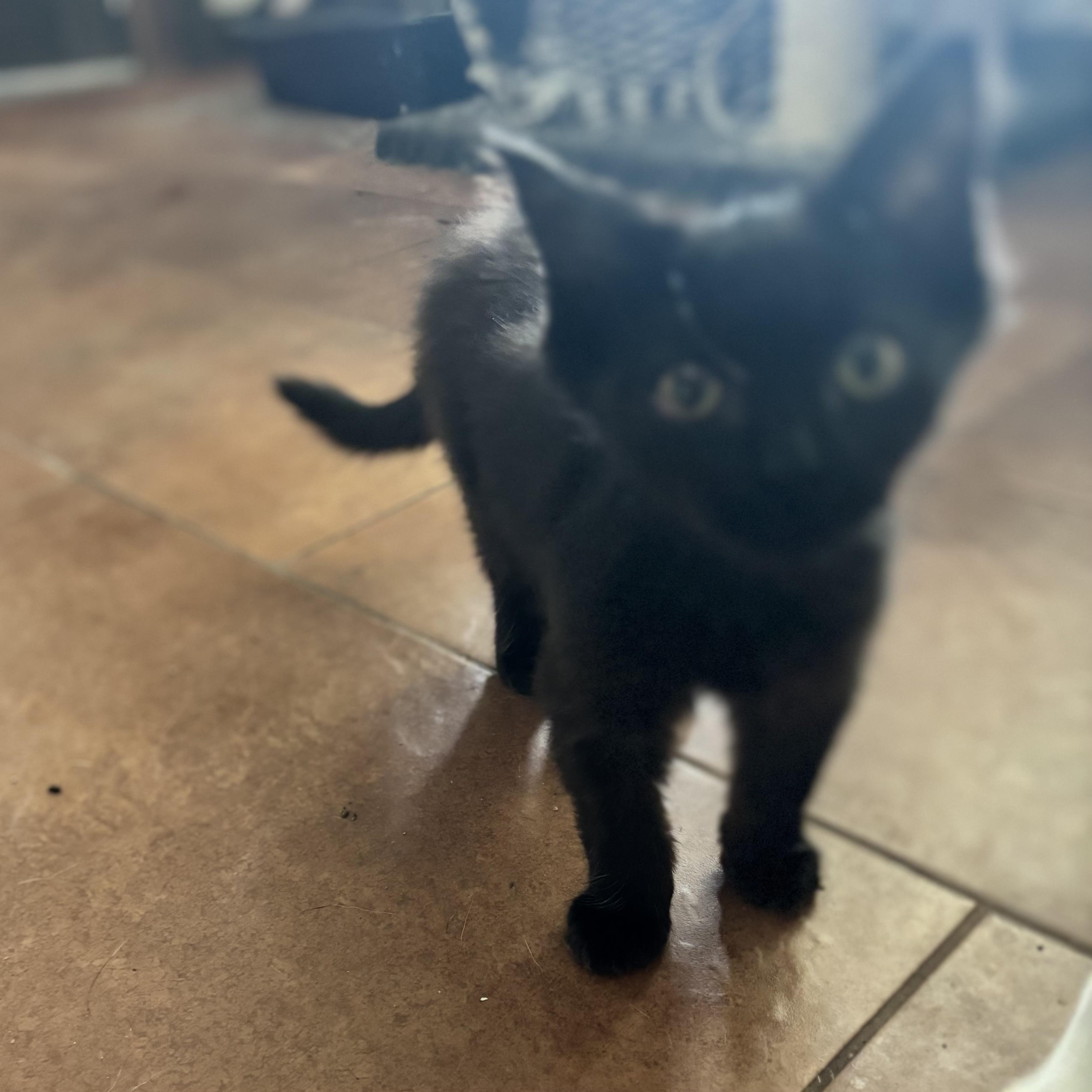 Happy, Young Male Domestic Medium Hair