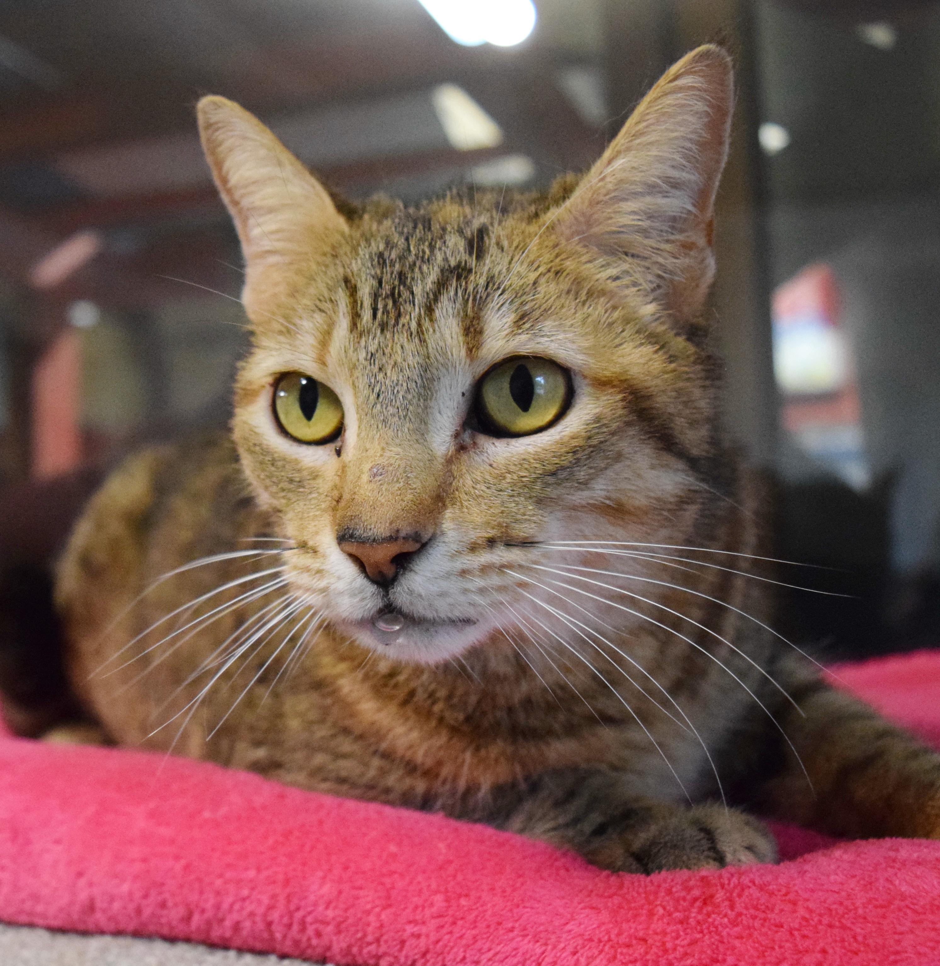 Enlarge Cinnamon, a ADOPTABLE mixed breed in Bulverde, TX image 2/6