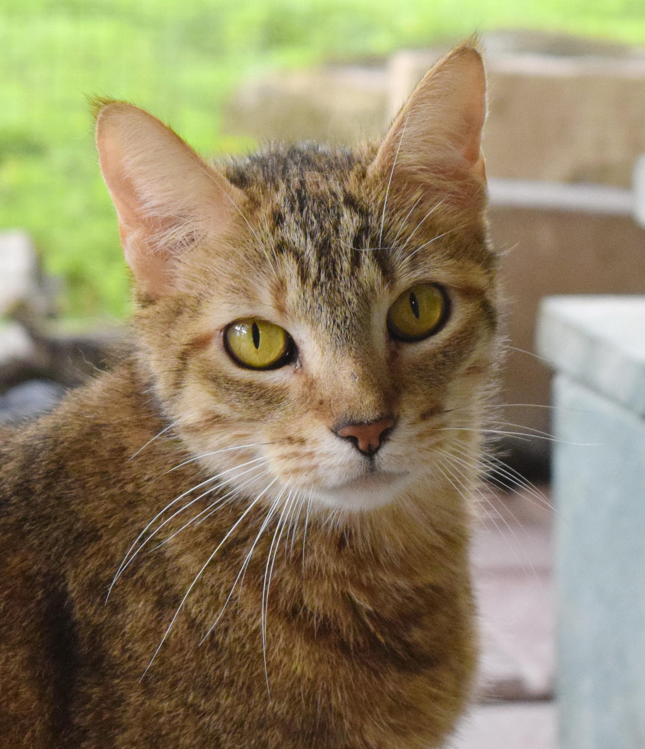 Cinnamon, ADOPTABLE, Young Female Domestic Short Hair.