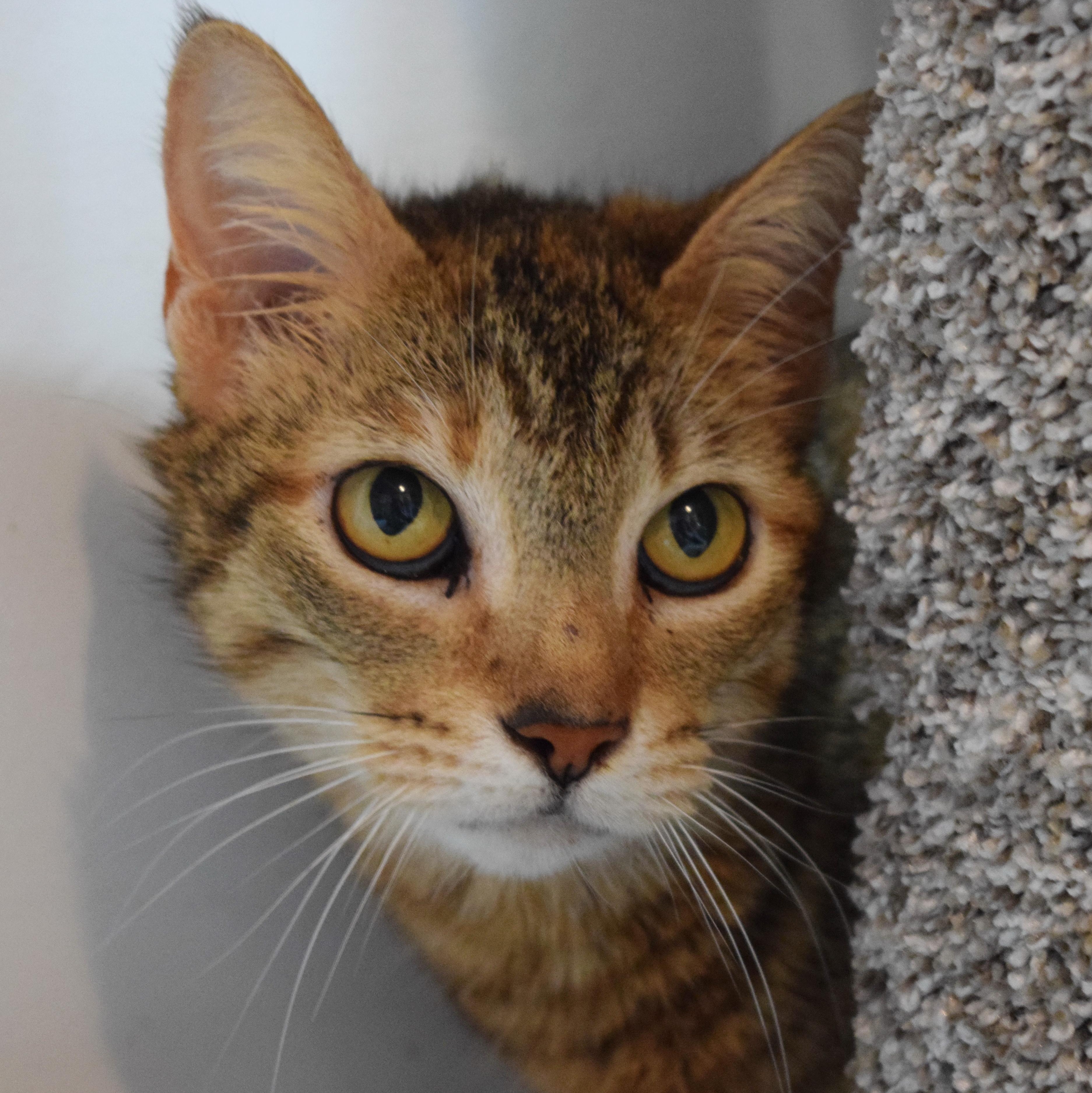 Enlarge Cinnamon, a ADOPTABLE mixed breed in Bulverde, TX image 5/6