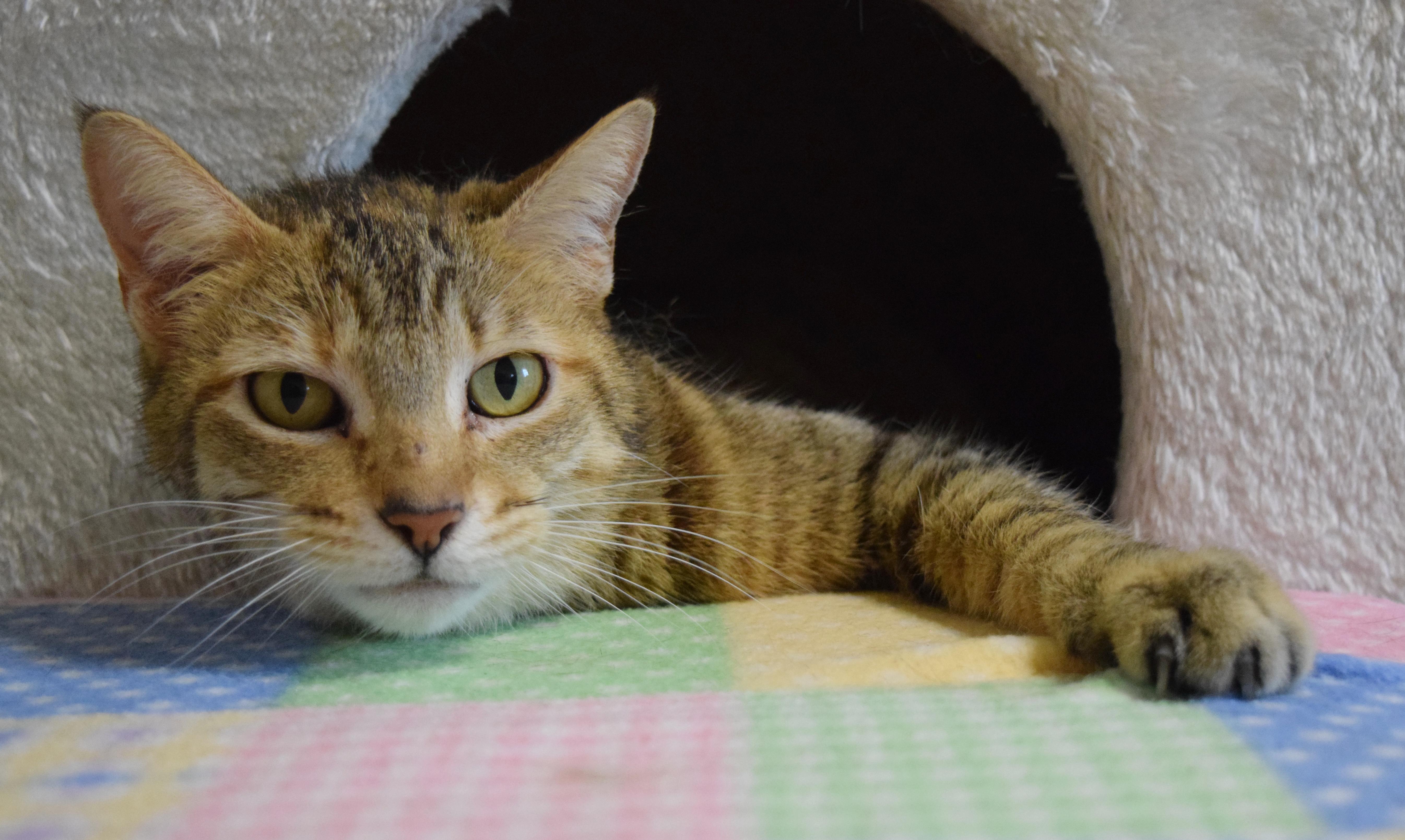 Enlarge Cinnamon, a ADOPTABLE mixed breed in Bulverde, TX image 3/6
