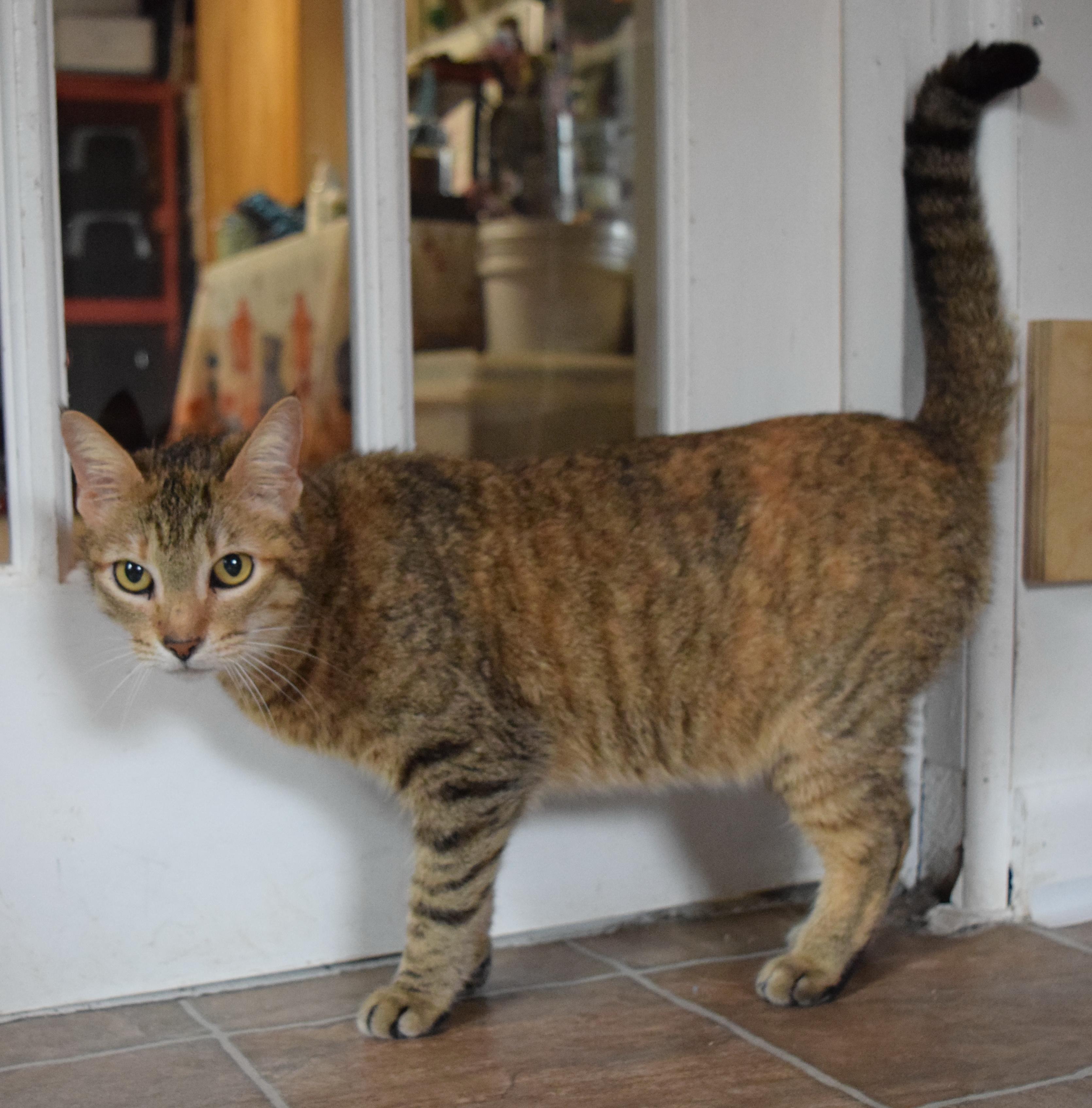 Enlarge Cinnamon, a ADOPTABLE mixed breed in Bulverde, TX image 4/6
