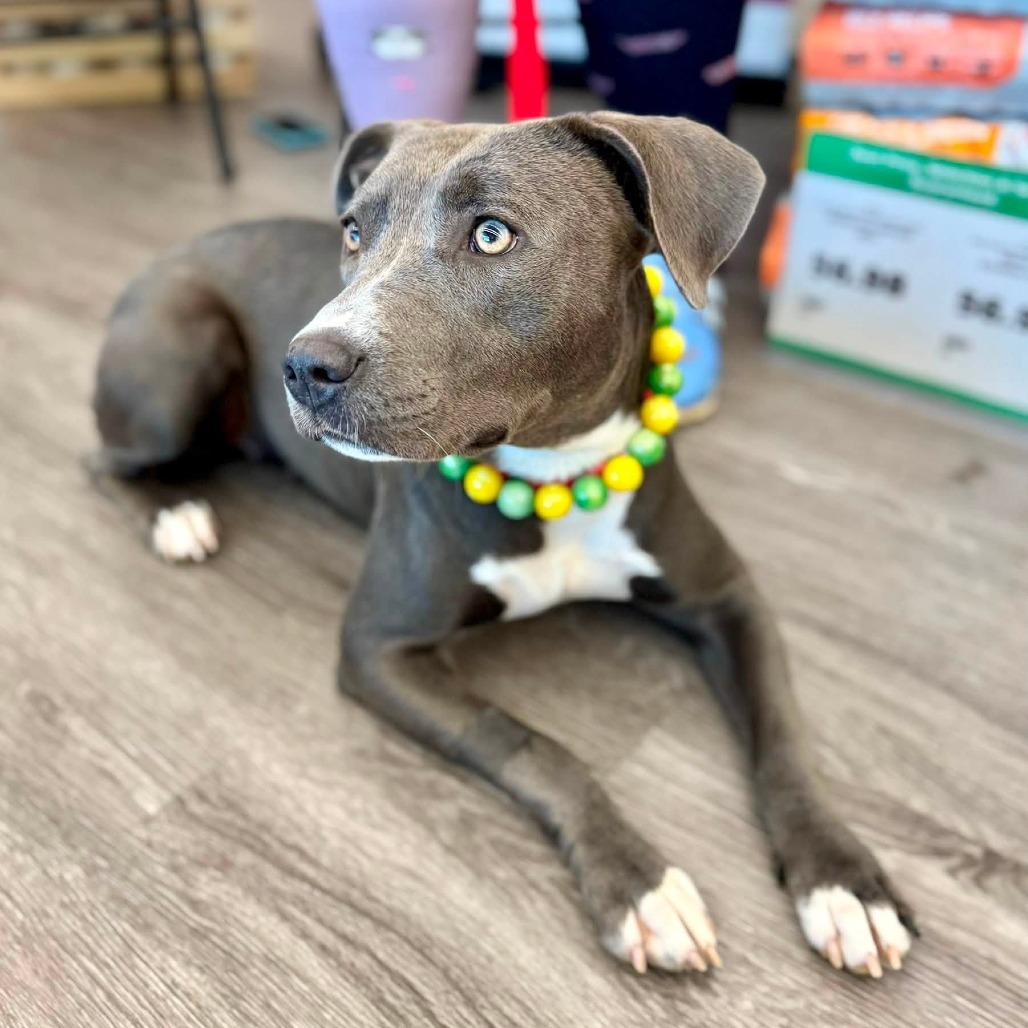 Serena, Adoptable, Young Female Pit Bull Terrier.