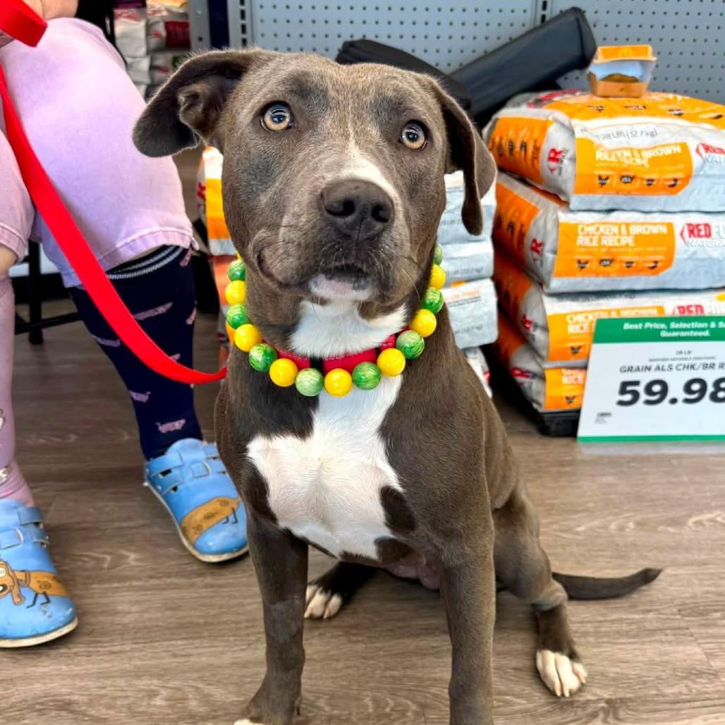 Enlarge Serena, a Adoptable Pit Bull Terrier in Wichita, KS image 2/2