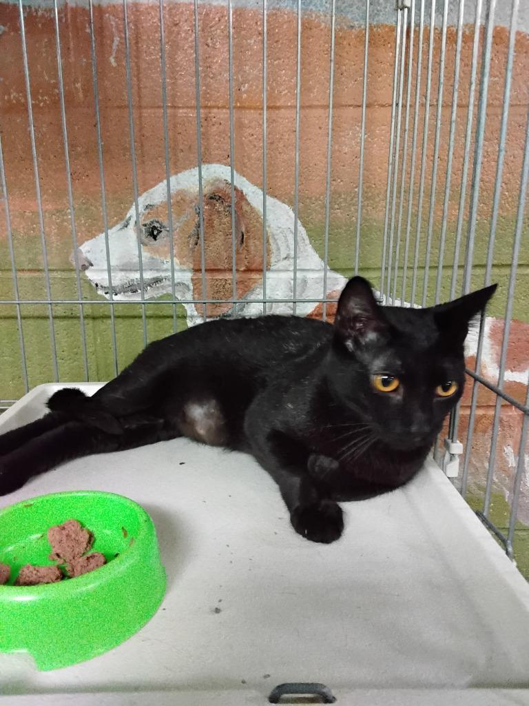 Salem, Adopted, Young Male Domestic Short Hair.