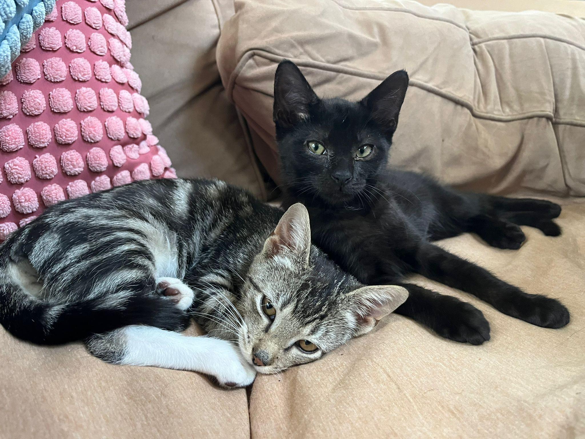 Enlarge Bean, an adopted Domestic Short Hair in East Hanover, NJ image 3/3