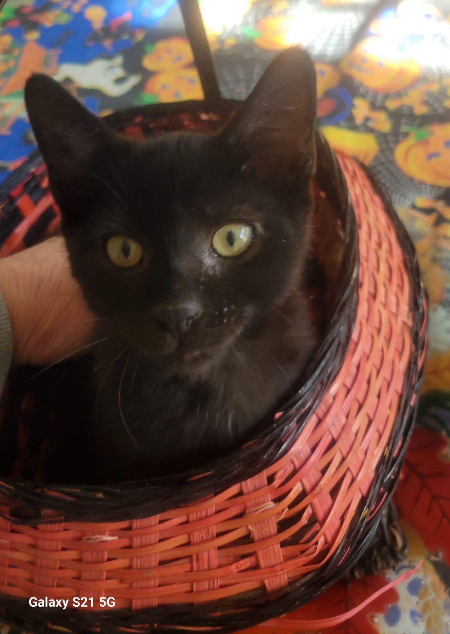 Enlarge Bean, an adopted Domestic Short Hair in East Hanover, NJ image 1/3