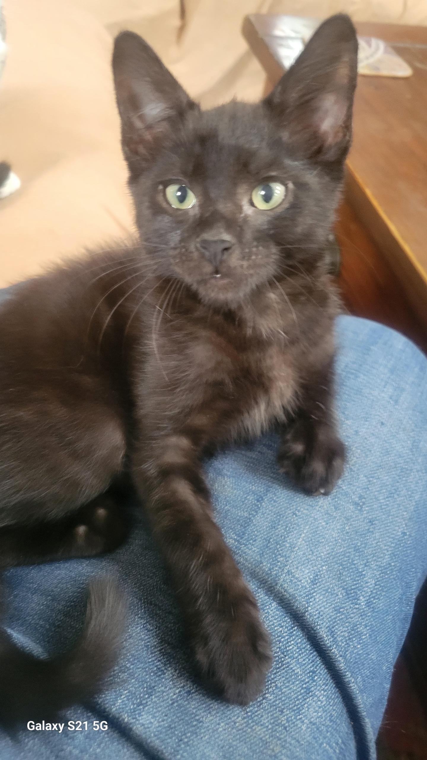 Enlarge Bean, an adopted Domestic Short Hair in East Hanover, NJ image 2/3