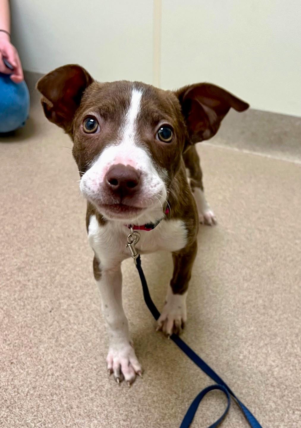 Enlarge Caribou - super loving snuggly gentle little girl!, a ADOPTABLE mixed breed in Oshkosh, WI image 1/3