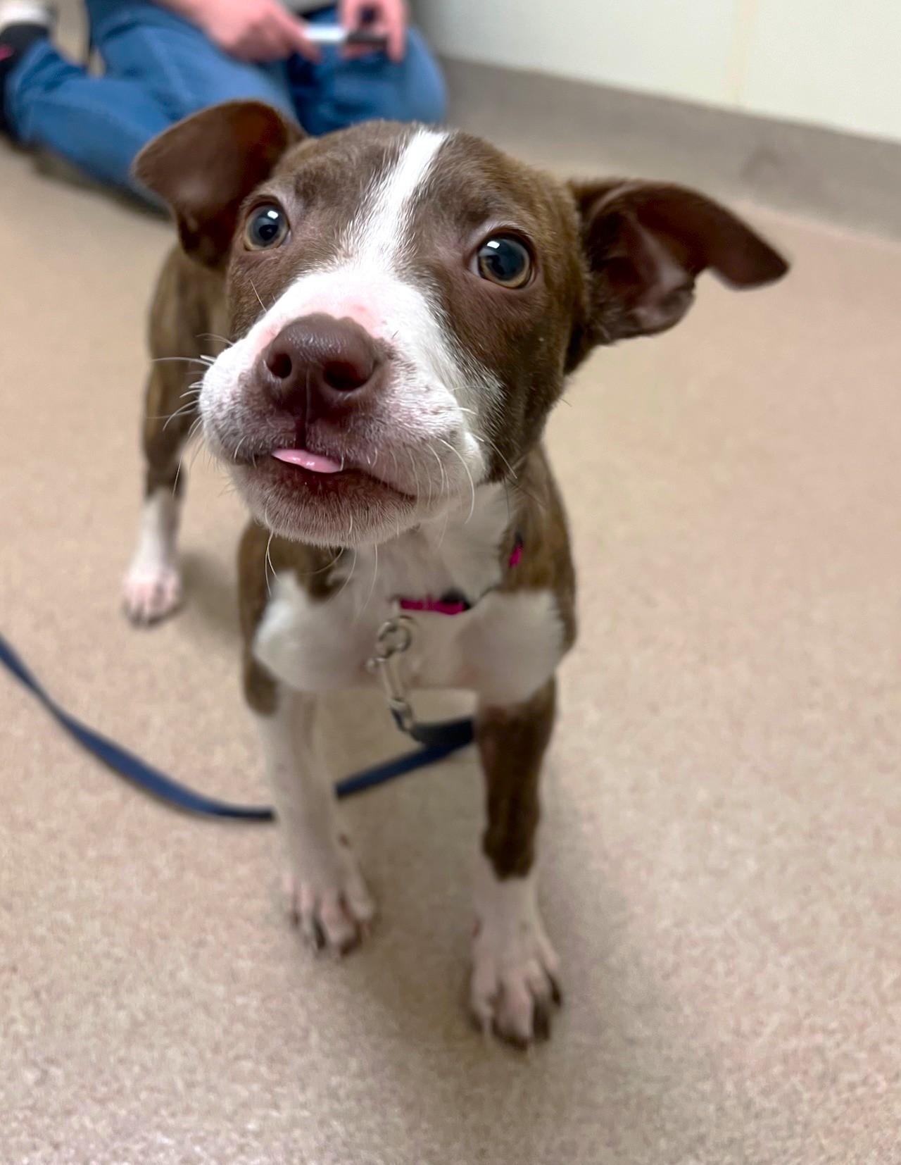 Enlarge Caribou - super loving snuggly gentle little girl!, a ADOPTABLE mixed breed in Oshkosh, WI image 2/3