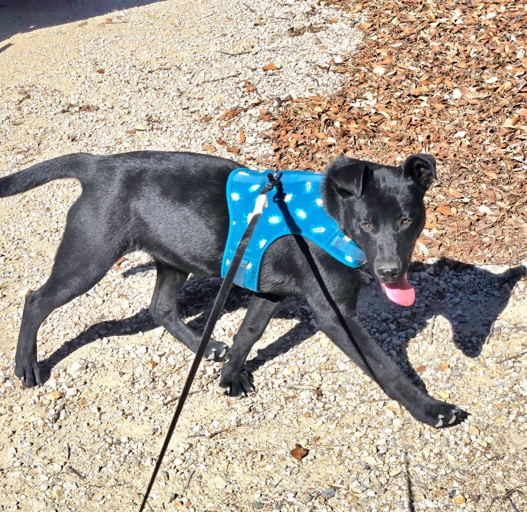 Cindy, a Adoptable mixed breed in Junction, TX image 1/4