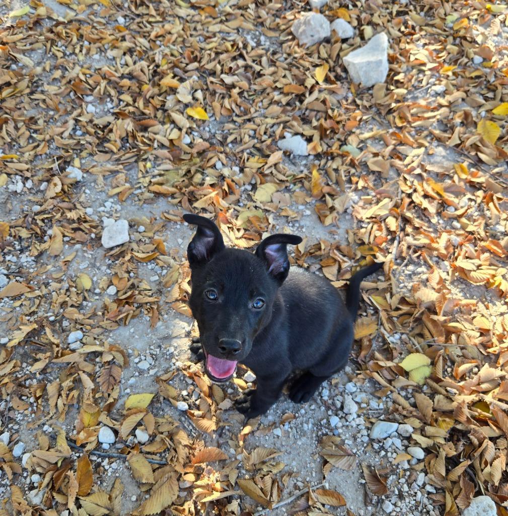 Enlarge Cindy, a Adoptable mixed breed in Junction, TX image 1/4