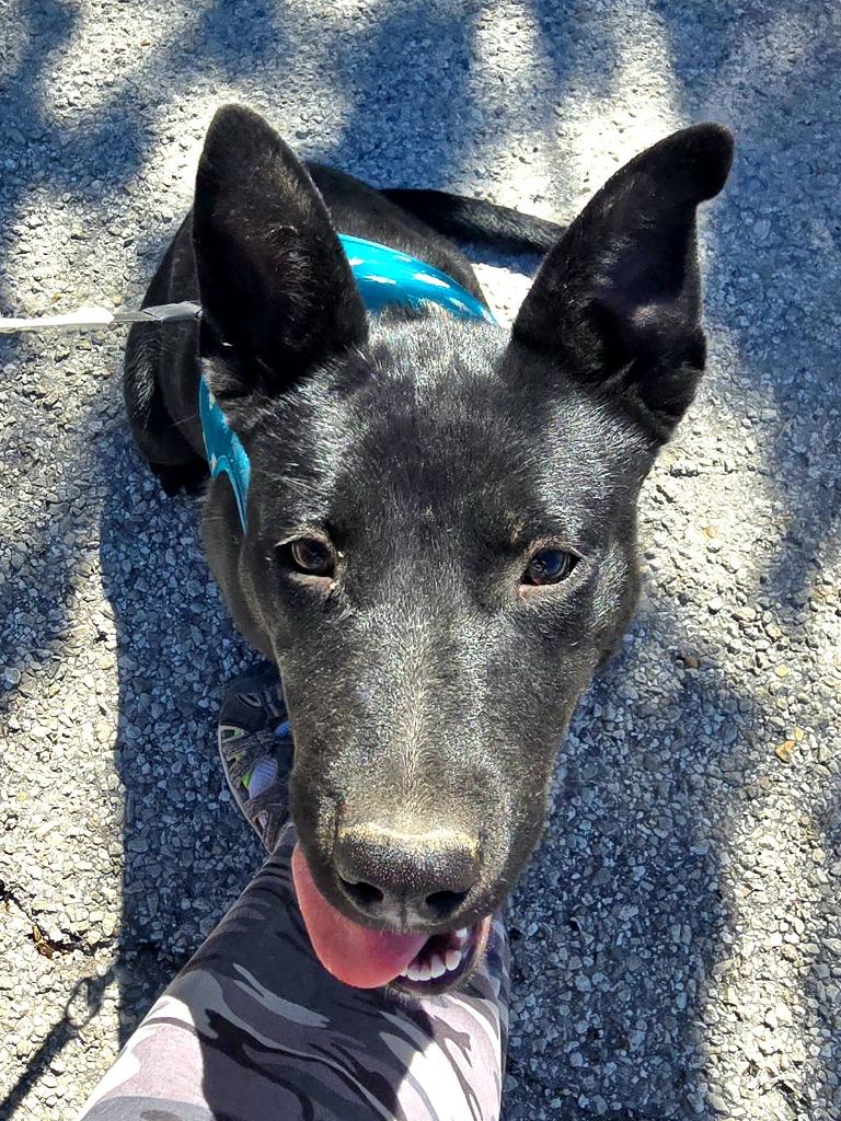 Cindy, a Adoptable mixed breed in Junction, TX image 2/4