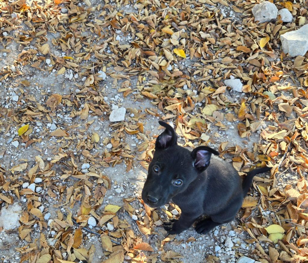 Enlarge Cindy, a Adoptable mixed breed in Junction, TX image 2/4