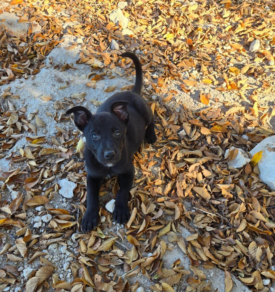 Enlarge Cindy, a Adoptable mixed breed in Junction, TX image 2/4