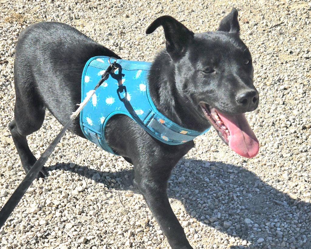 Cindy, a Adoptable mixed breed in Junction, TX image 3/4