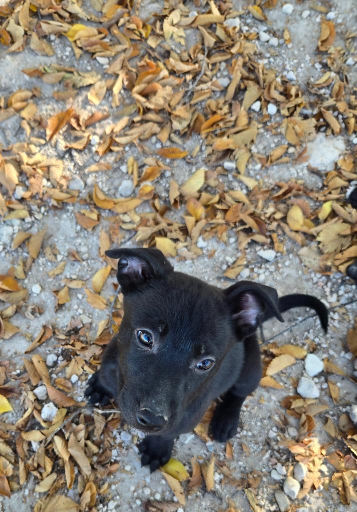 Enlarge Cindy, a Adoptable mixed breed in Junction, TX image 4/4