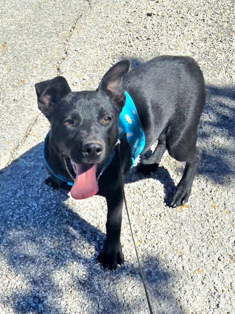 Cindy, a Adoptable mixed breed in Junction, TX image 4/4
