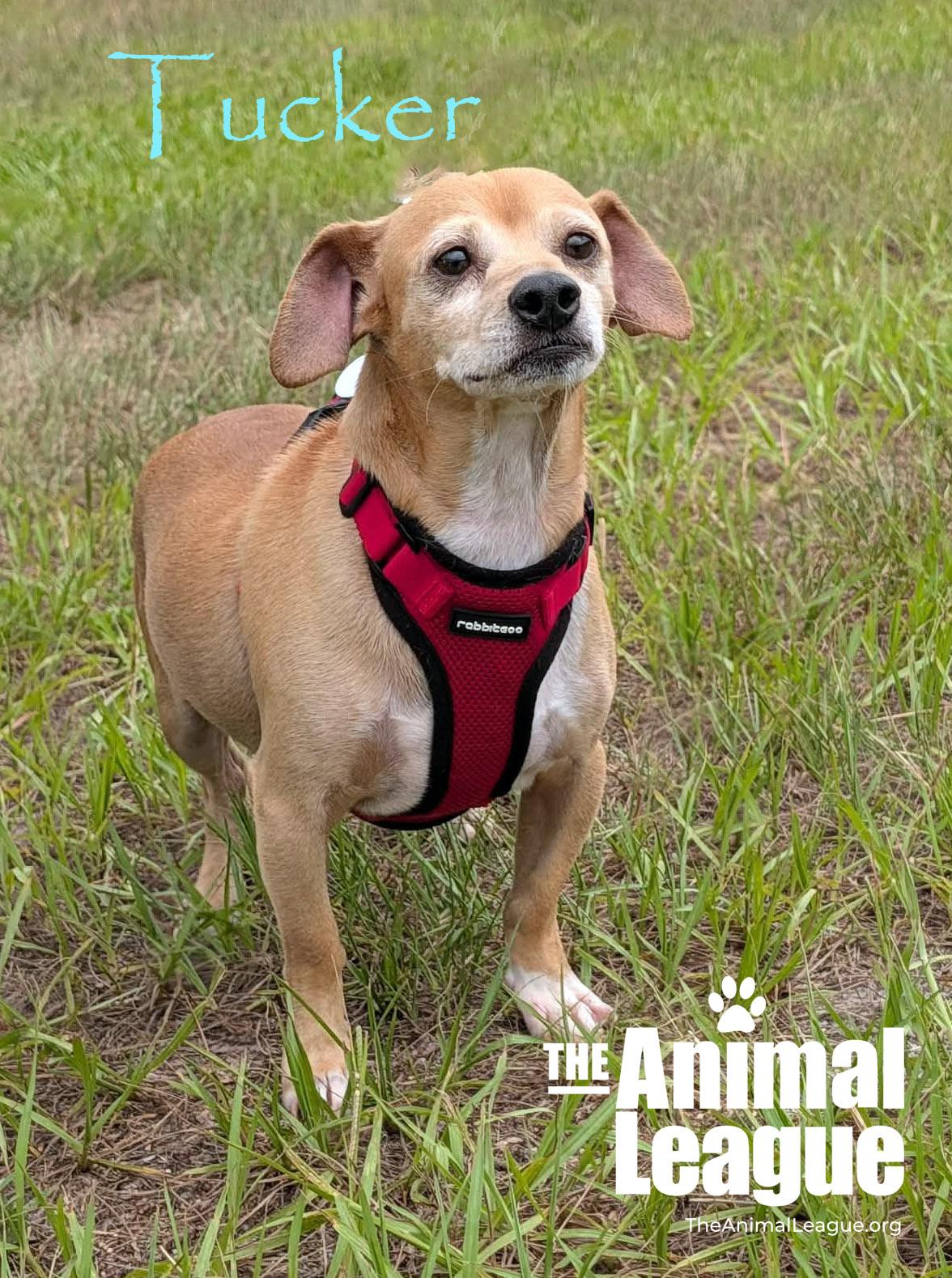 Tucker, ADOPTABLE, Adult Male Chihuahua.