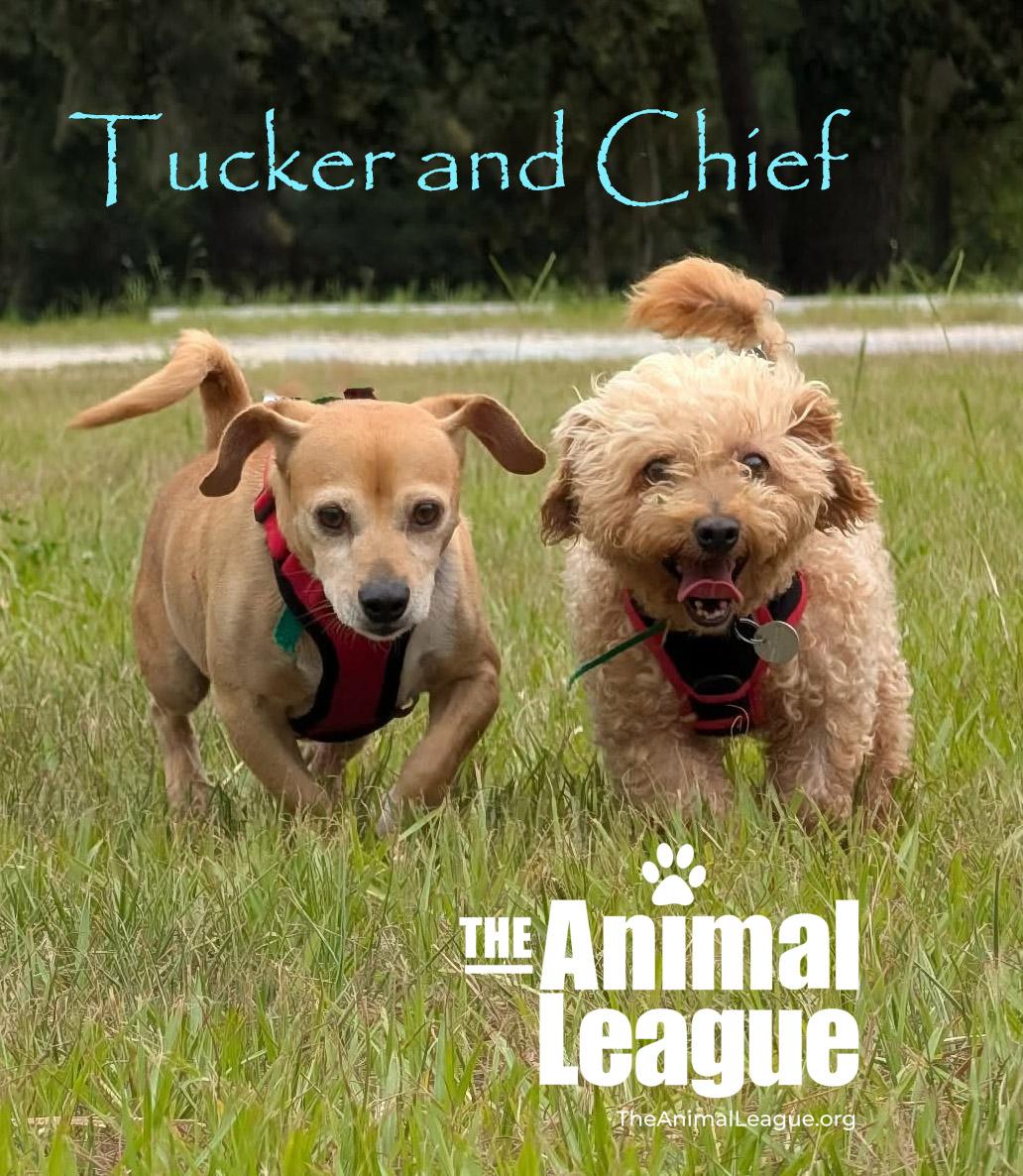 Tucker, a ADOPTABLE mixed breed in Groveland, FL image 5/5