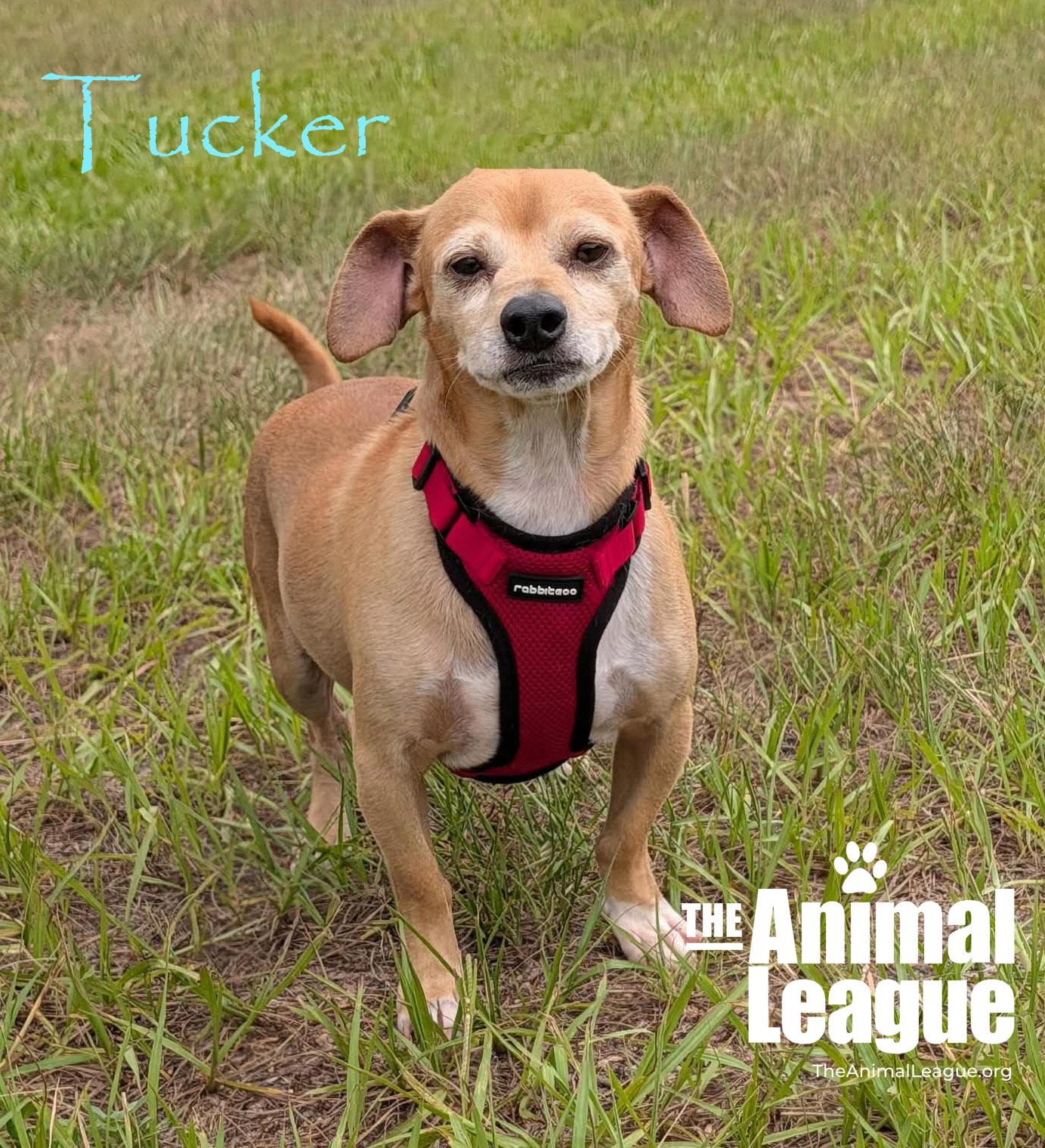 Tucker, a ADOPTABLE mixed breed in Groveland, FL image 2/5