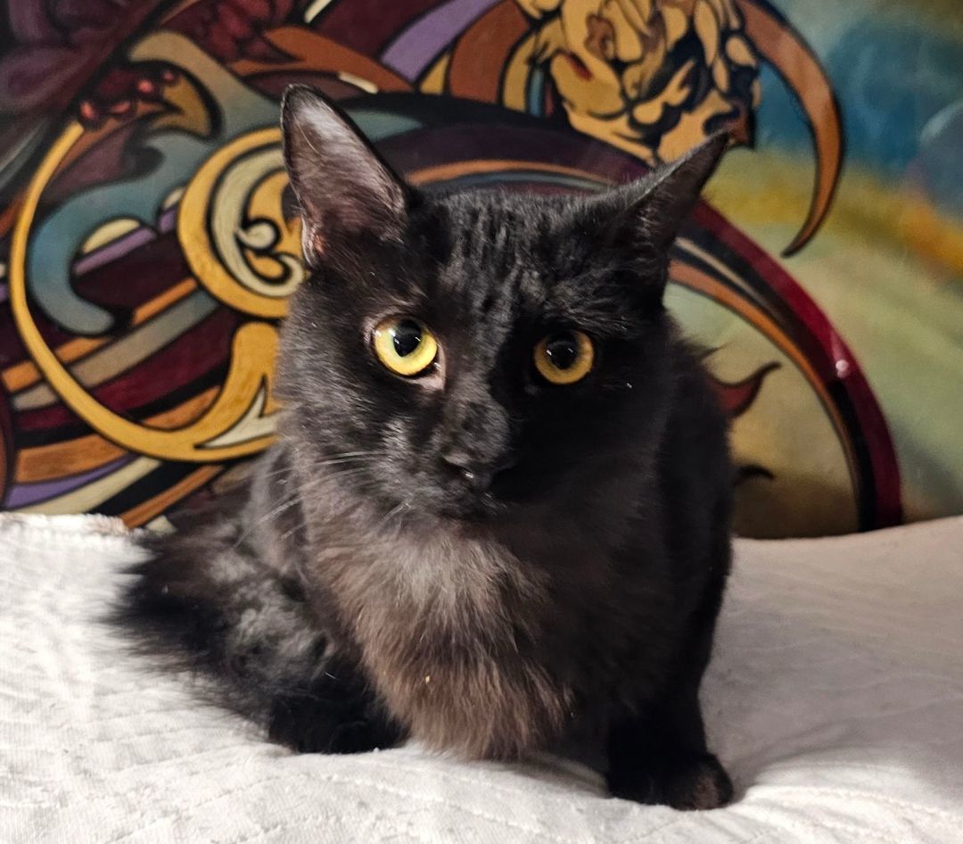 Jenna Rose , Adopted, Kitten Female Domestic Medium Hair.