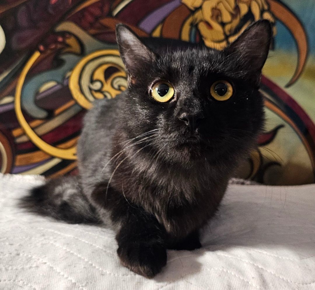 Jenna Rose , a Adopted mixed breed in Youngtown, AZ image 2/3