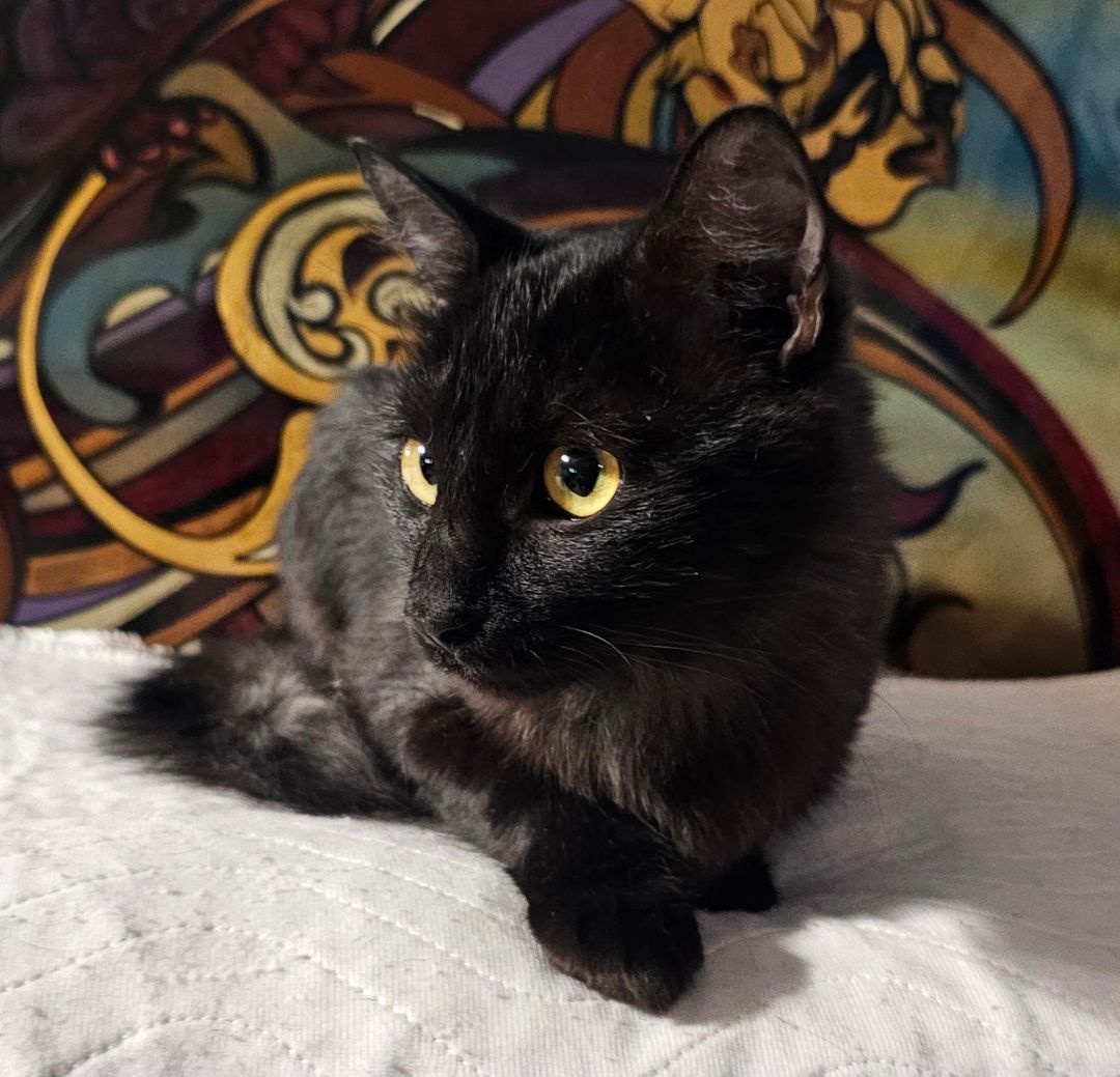 Jenna Rose , a Adopted mixed breed in Youngtown, AZ image 3/3