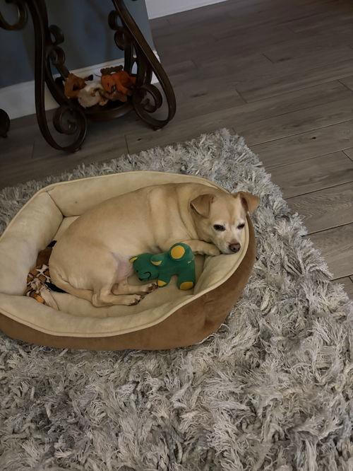 Spike, Adoptable, Senior Male Mixed Breed.