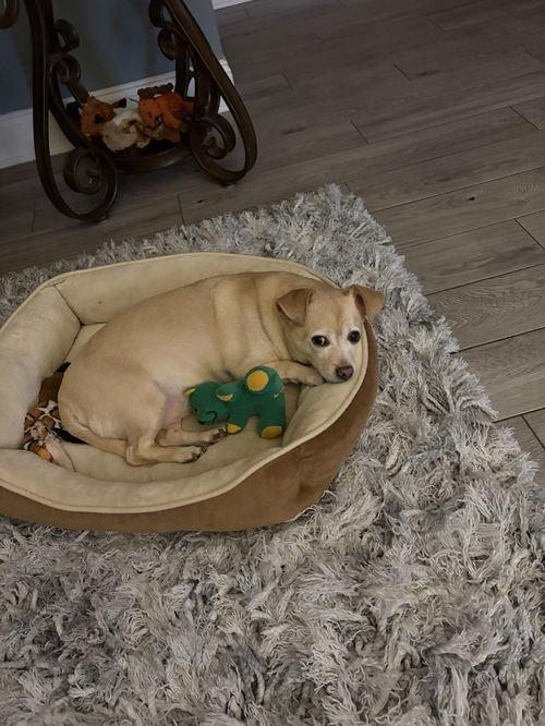 Enlarge Spike, a Adoptable Mixed Breed in Cliffwood, NJ image 2/2