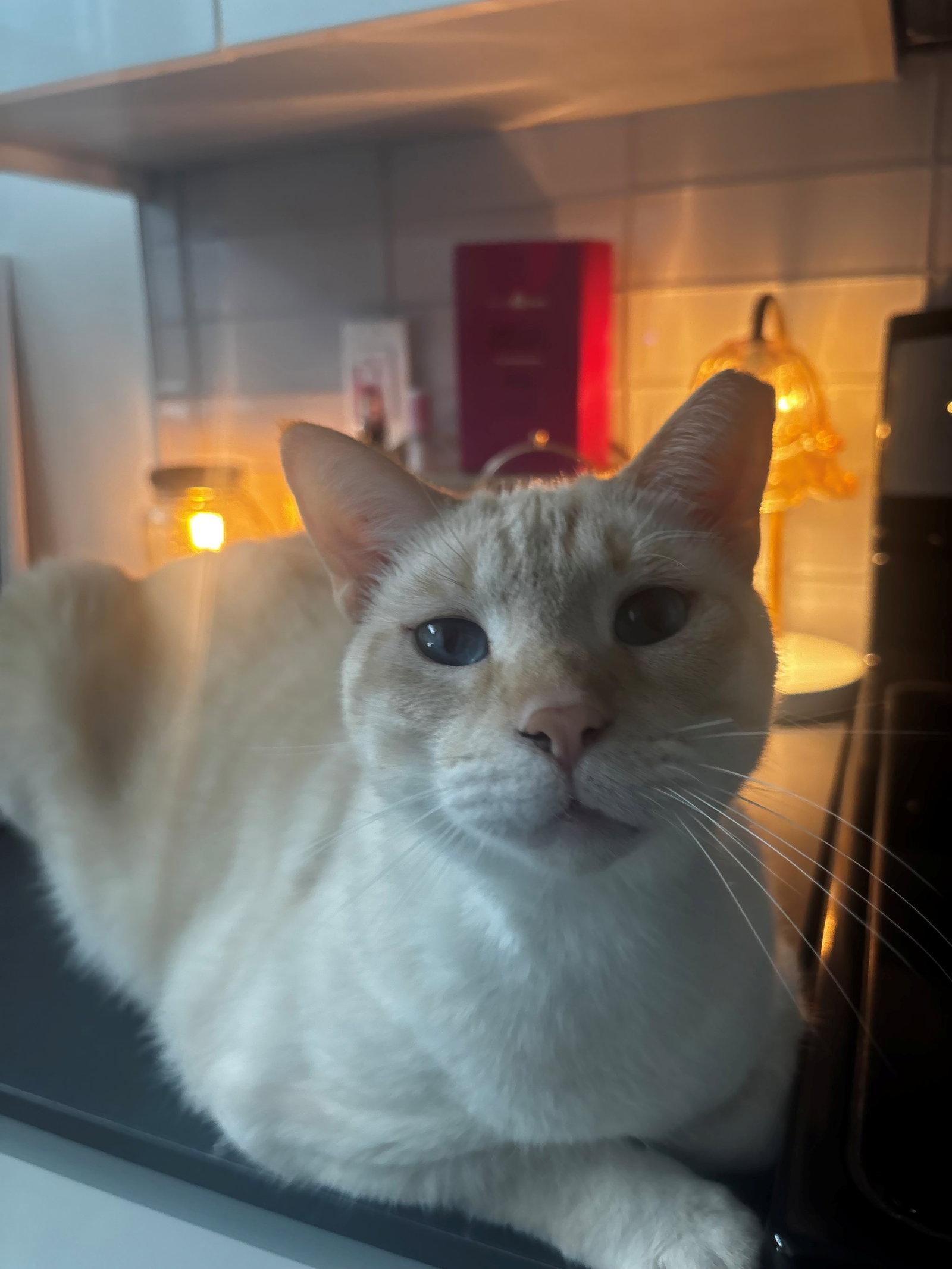 Blue Boy, a Adoptable Siamese in Oakland Park, FL image 1/3