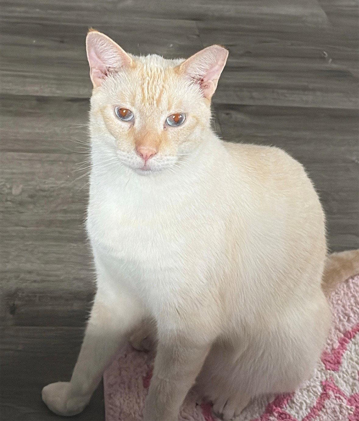 Blue Boy, a Adoptable Siamese in Oakland Park, FL image 2/3