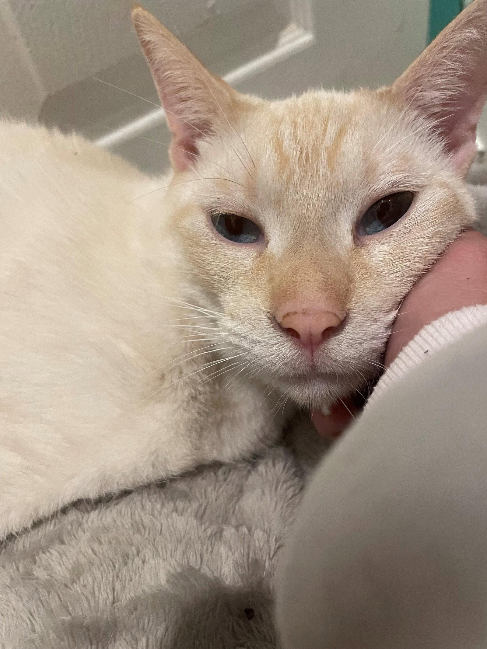 Blue Boy, a Adoptable Siamese in Oakland Park, FL image 3/3