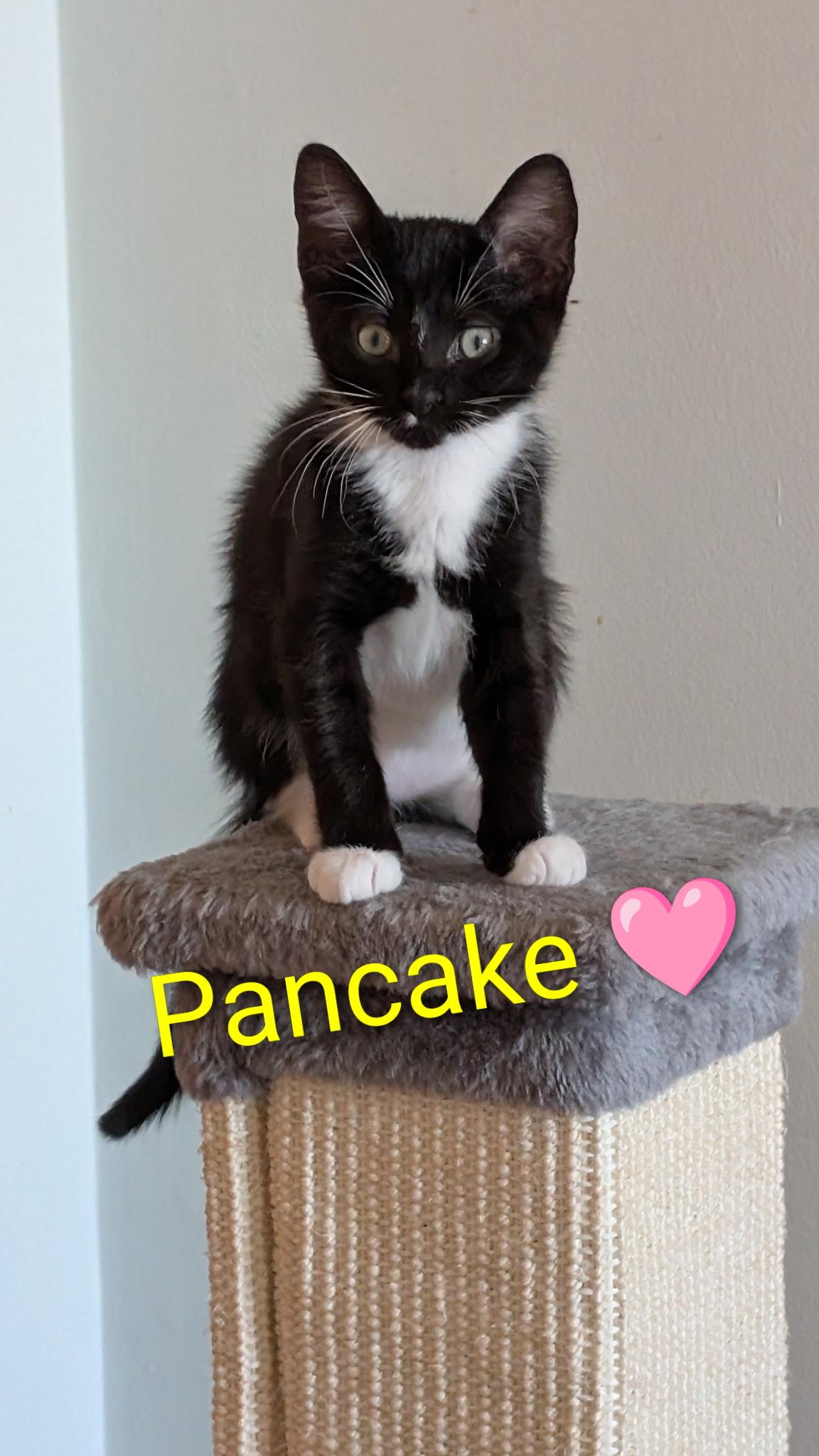 Pancake, Adoptable, Young Female Domestic Short Hair.