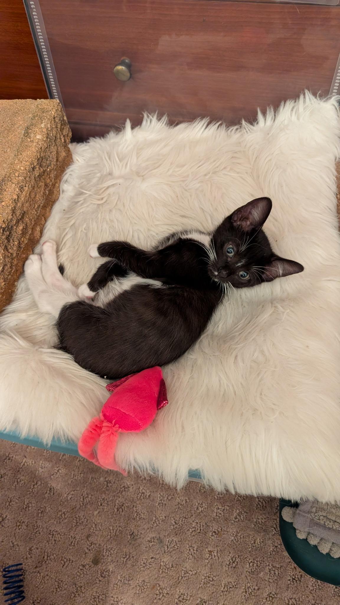 Enlarge Pancake, a Adoptable Domestic Short Hair in Homewood, IL image 2/4