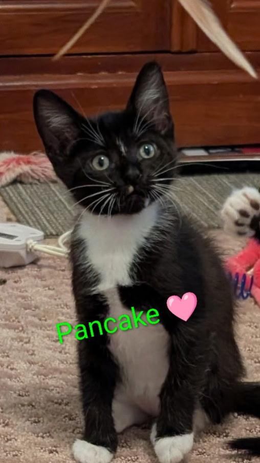 Enlarge Pancake, a Adoptable Domestic Short Hair in Homewood, IL image 3/4