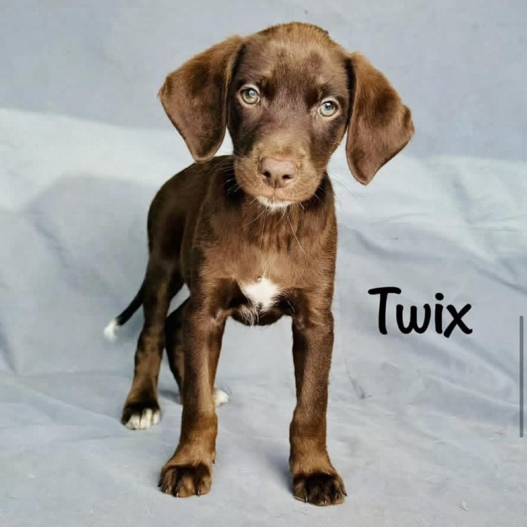 Twix, Adoptable, Puppy Female Chocolate Labrador Retriever.