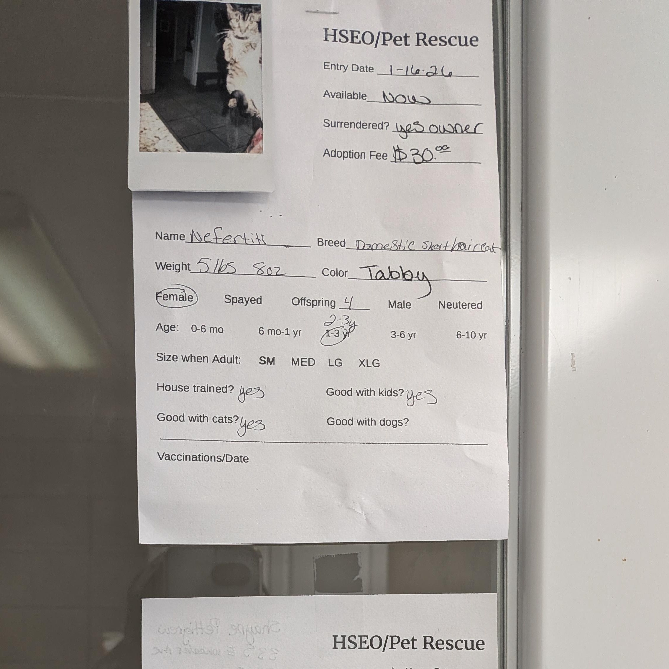 Enlarge Nefiti, a ADOPTABLE Tabby in Hermiston, OR image 2/2