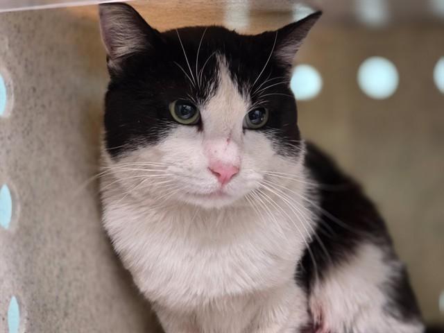 LEEROY, Adoptable, Young Male Domestic Short Hair.