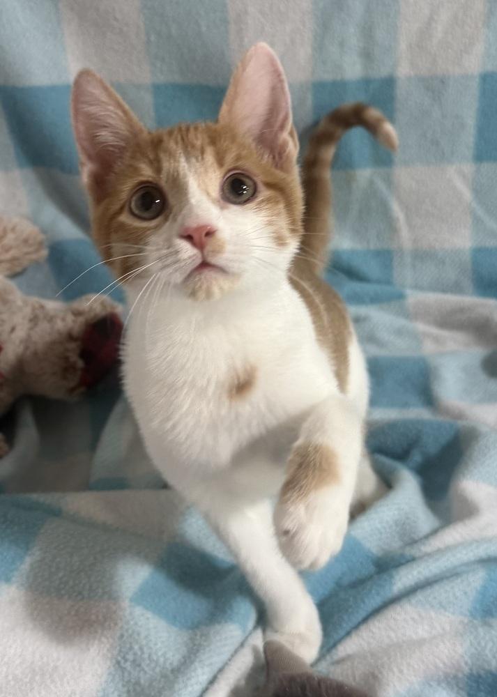 Freddy Purrcury, Adoptable, Kitten Male Domestic Short Hair.