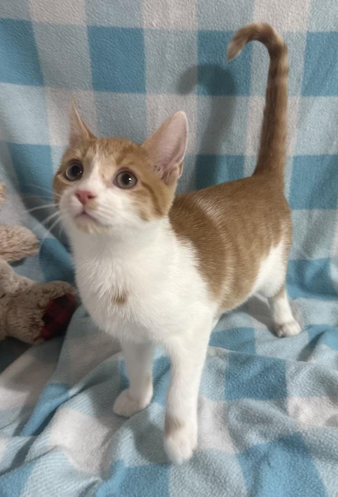 Enlarge Freddy Purrcury, a Adoptable mixed breed in Jackson, GA image 2/6