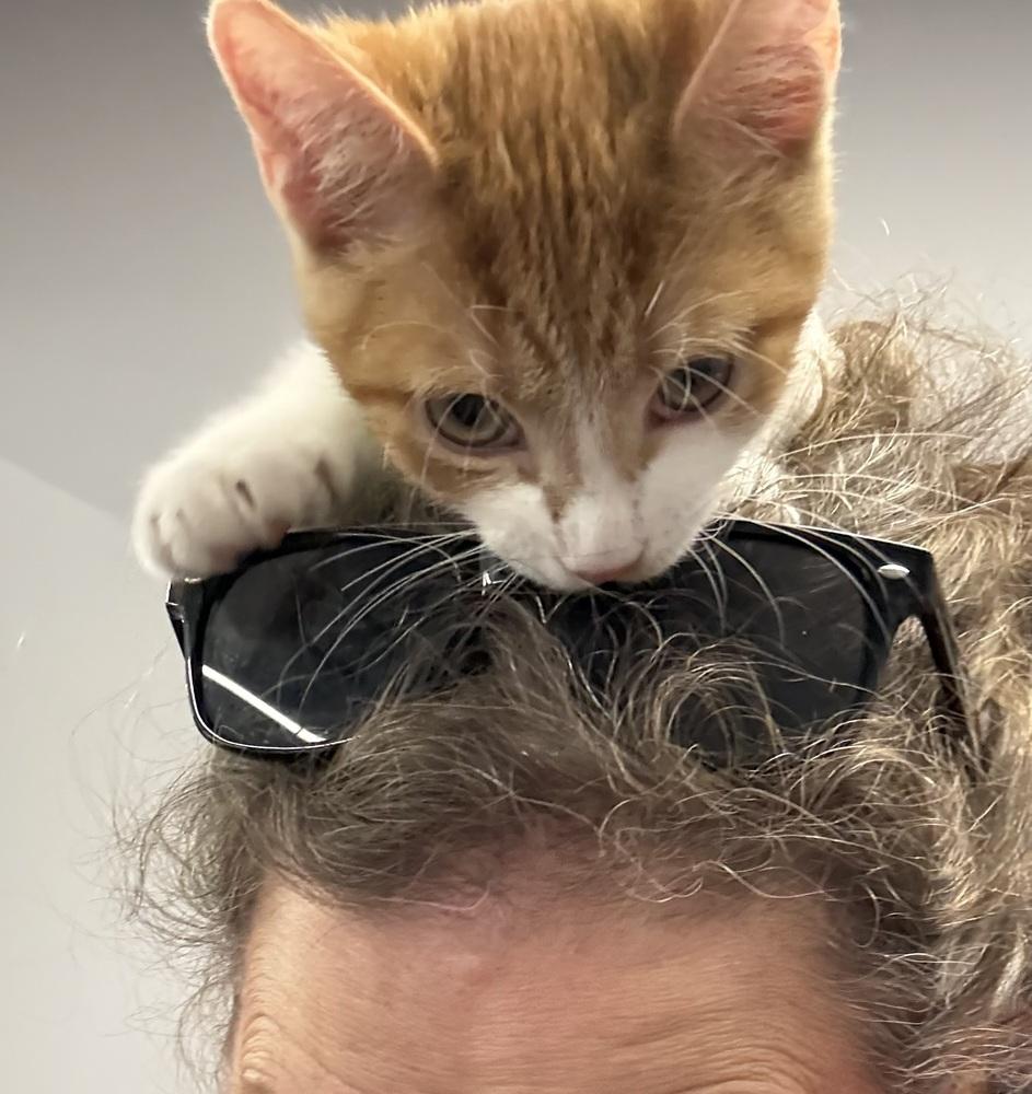 Enlarge Freddy Purrcury, a Adoptable mixed breed in Jackson, GA image 3/6