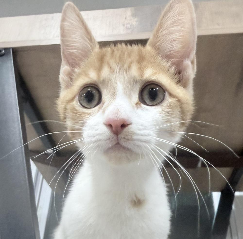 Enlarge Freddy Purrcury, a Adoptable mixed breed in Jackson, GA image 4/6